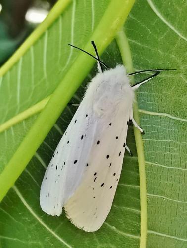 Réf. 334 614 : Spilosoma lubricipeda